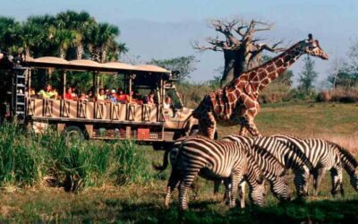 Wildlife Day Celebrates Kilimanjaro Safaris